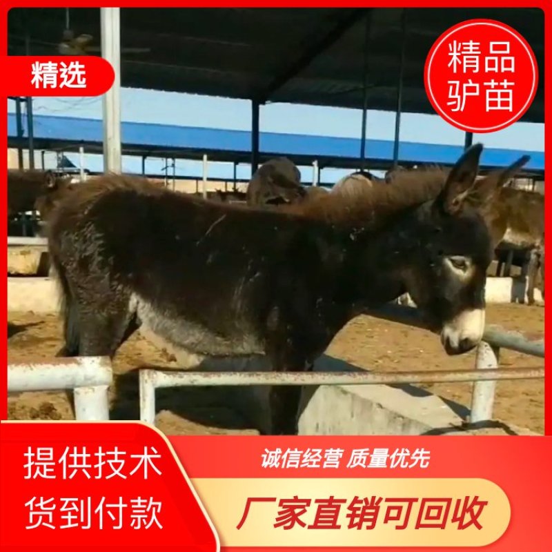 活驴三个月驴苗包成活价格便宜急售2600头可回收
