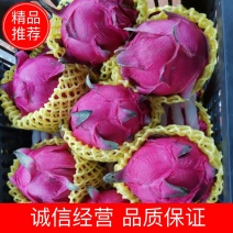 精品广东徐闻大红火龙果，一手货源视频看货品质保证