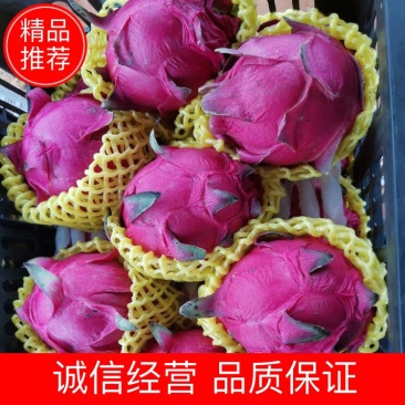 精品广东徐闻大红火龙果，一手货源视频看货品质保证