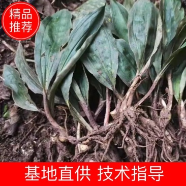 毛慈菇苗，免费提供技术，包回收，包回收一件代发