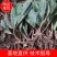 毛慈菇苗，免费提供技术，包回收，包回收一件代发