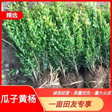 江苏瓜子黄杨小叶黄杨黄杨0.5货源充足，量大从优