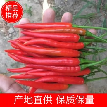 火霸朝天椒苗，一代杂交单生朝天椒，颜色靓丽，顺直美观