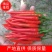 火霸朝天椒苗，一代杂交单生朝天椒，颜色靓丽，顺直美观