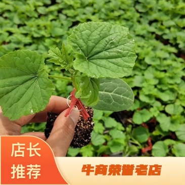 嫁接苦瓜苗（油苦瓜）成活率90%