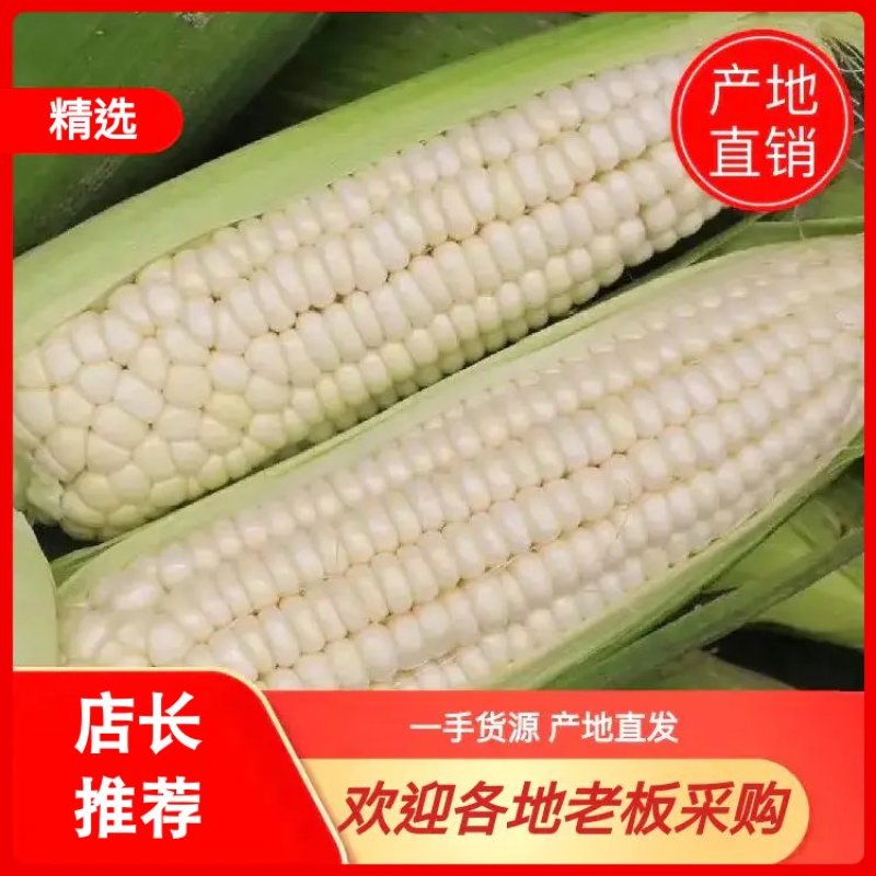 【实力】糯玉米，万糯玉米，鲜玉米，加工厂，电商，市场