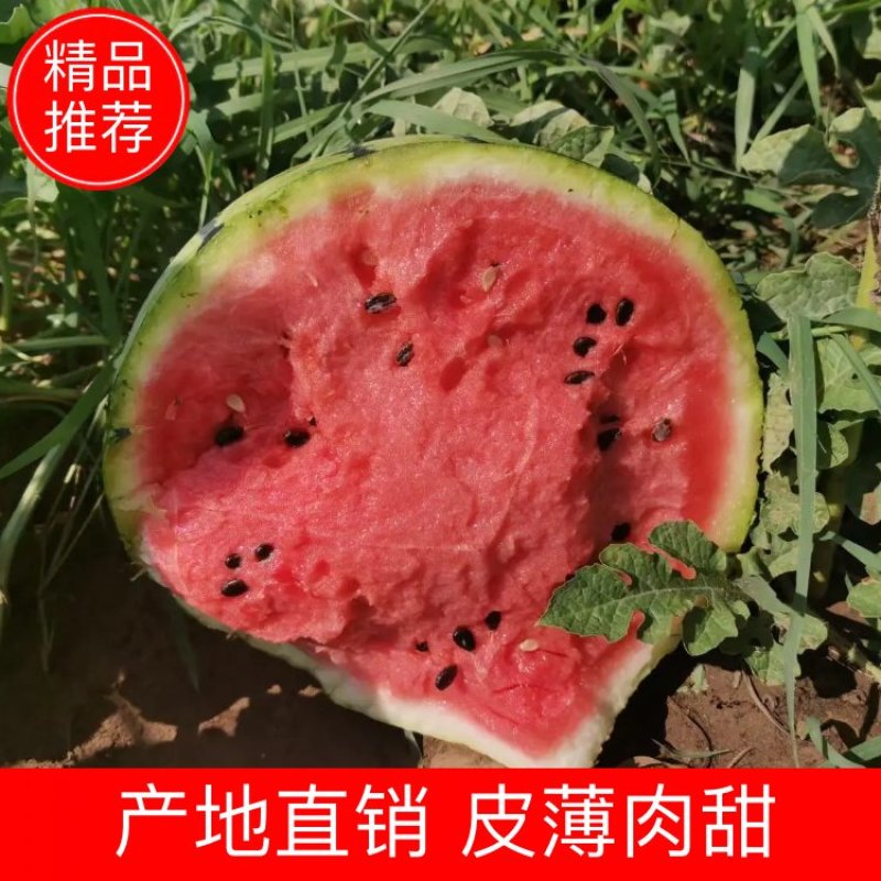 内蒙西瓜甜王西瓜皮薄超甜西瓜赤峰西瓜农户自种现摘现发