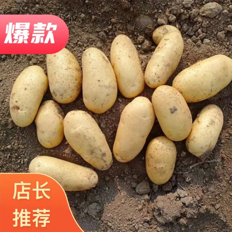 云南保山施甸。大量现货土豆，黄，红，红薯紫色。