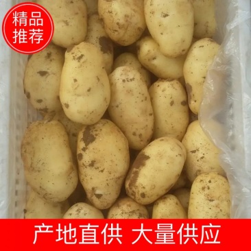 山东大棚土豆大量供应，荷兰十五，欢迎致电合作