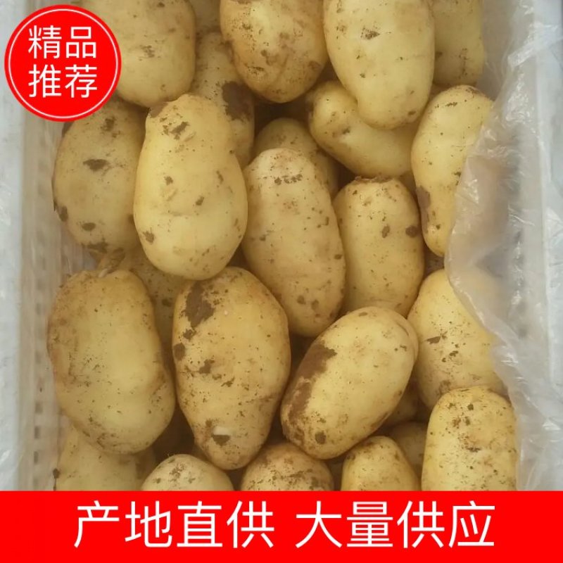 山东大棚土豆大量供应，荷兰十五，欢迎致电合作