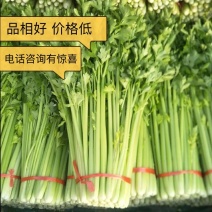 甘肃高原夏菜产地毛芹定西毛芹产地现采