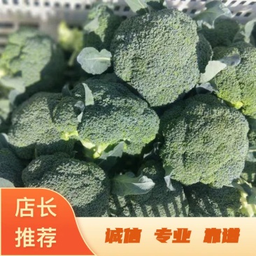 甘肃西兰花定西西兰花新鲜直采西兰花露天种植