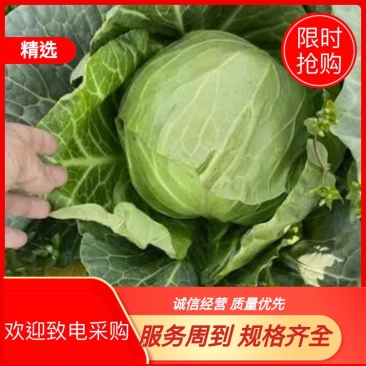 吉林圆包菜基地直发一手货源量大从优欢迎选购