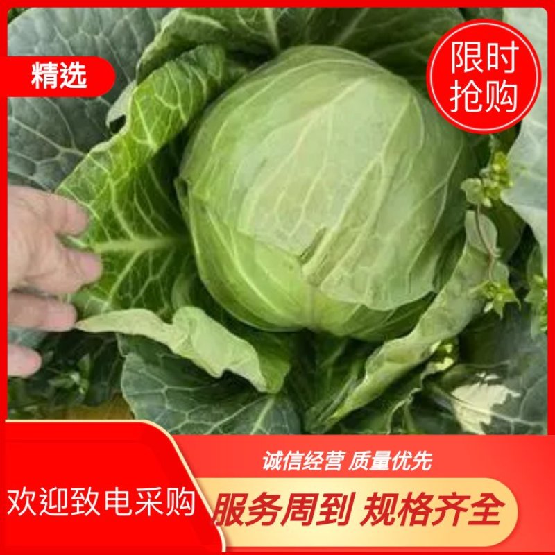 吉林圆包菜基地直发一手货源量大从优欢迎选购