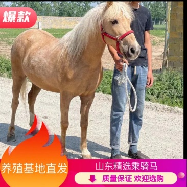 乘骑马俱乐部用景区专用马产地直发自己养殖一手货源