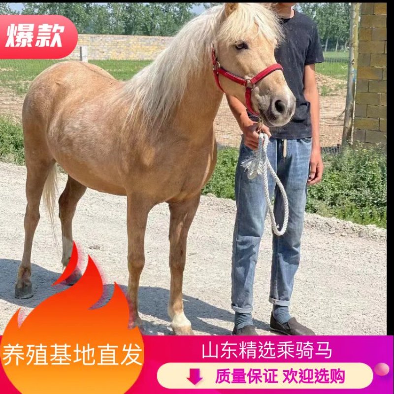 乘骑马俱乐部用景区专用马产地直发自己养殖一手货源