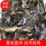 黄辣丁鱼苗【送货上门】品质保障品种齐全保证成活率