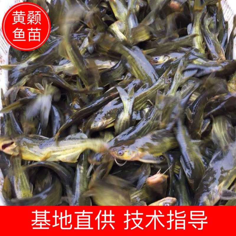 黄辣丁鱼苗【送货上门】品质保障品种齐全保证成活率
