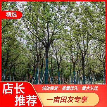 【大量出售】广东优质全冠香樟11至13公分有须货充足