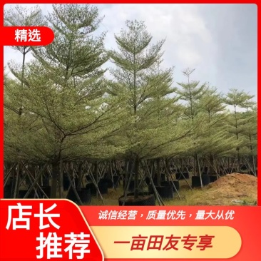 【大量出售】广东优质全冠锦叶榄仁10至15公分有须货充足