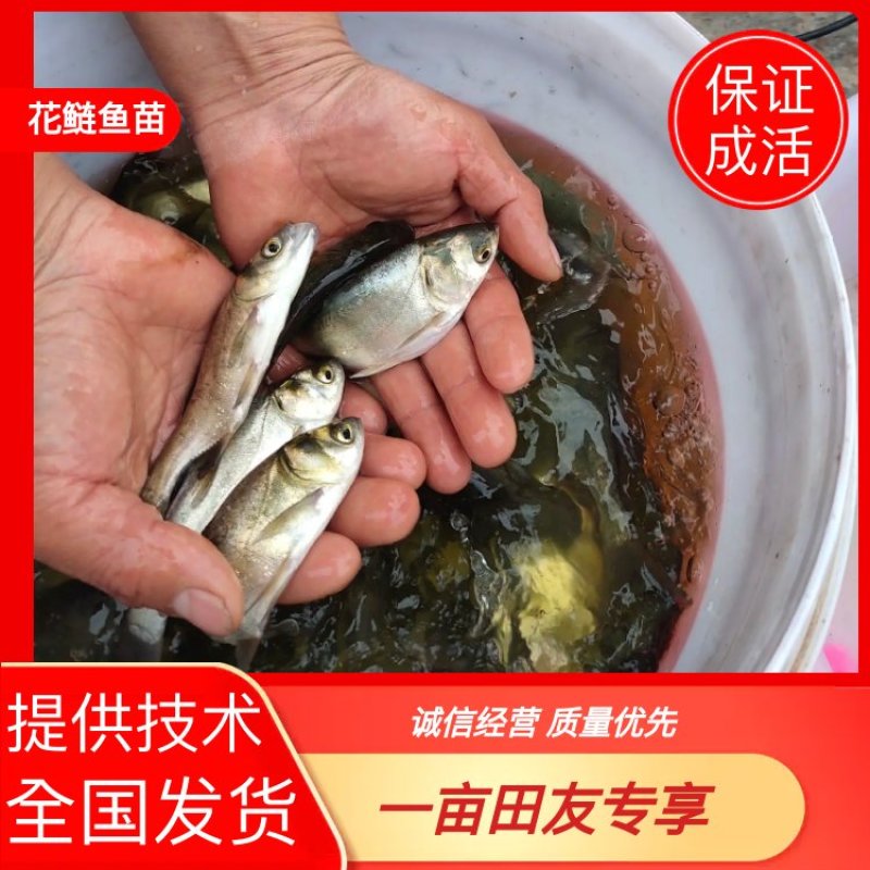 优质花鲢鱼苗，基地直发包送货到家，量大从优，保正成活。