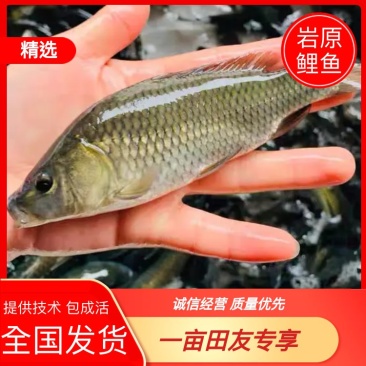 岩原鲤鱼苗基地直发送货上门清理鱼塘提供技术包成活