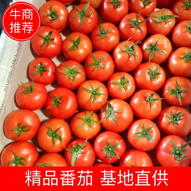 【牛商推荐】精品西红柿，产地直销、质量保证量大从优