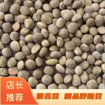 箭舌豆，精品野豌豆基地直供支持视频欢迎选购