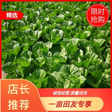 大理黄心白菜，棵头均匀，品质好，欢迎各位老板前来洽谈！