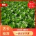 大理黄心白菜，棵头均匀，品质好，欢迎各位老板前来洽谈！