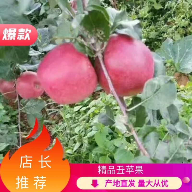 四川精品糖心丑苹果红将军产地直发品质保证欢迎联系