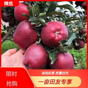 天水花牛苹果以大量上市，一手货源，