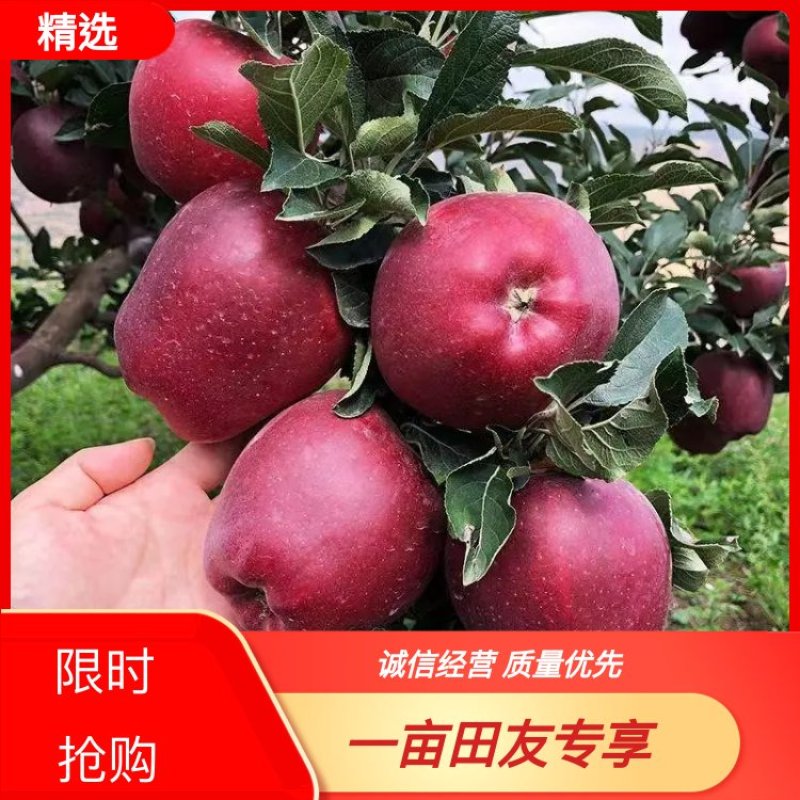 天水花牛苹果以大量上市，一手货源，