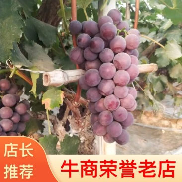 精品巨峰葡萄河北产地全国直发品质优服务好可视频看货