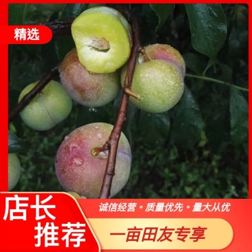 四川半边红茵红李脆甜爽口，李子离核果园直销