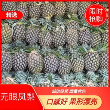 菠萝西双版纳无眼凤梨口感好果子漂亮欢迎老板来采购