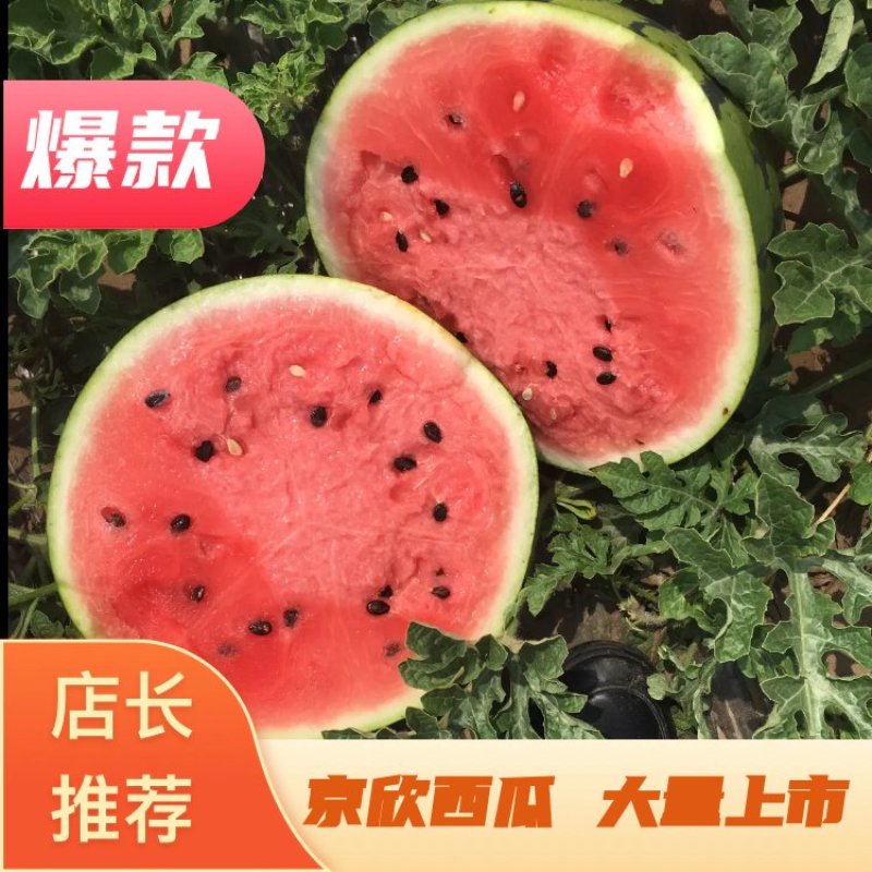 西瓜京欣西瓜大量上市欢迎各地客户前来选购