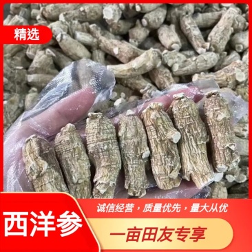 【精品货源】浙江西洋参货源充足保质保量来电优惠