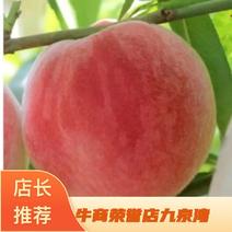 大荔县大红桃一手货源产地直发品质保证～九泉湾®