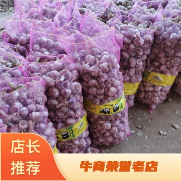 优质新鲜大蒜大量上市中，保质保量欢迎新老客户前来选购