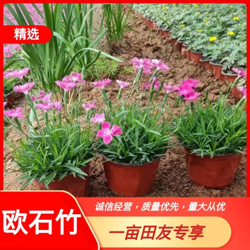 【物优价廉】山东欧石竹双色盆，网红欧石竹大量供应皮盆