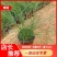 【物优价廉】山东粉黛乱子草基地直销大量有货，量大从优