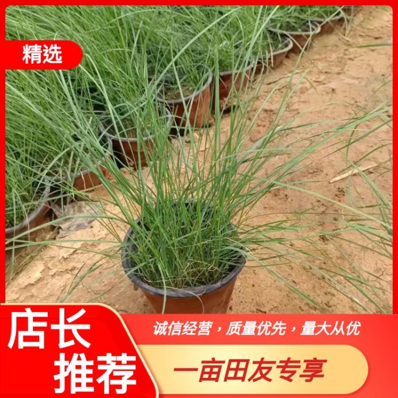 【物优价廉】山东粉黛乱子草基地直销大量有货，量大从优