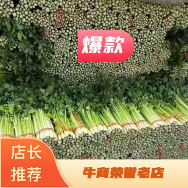 芹菜毛芹甘肃安定毛芹质量保证欢迎采购大量现货