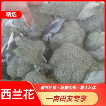 【诚信经营】西兰花兰州高原下大量有货，价格便宜欢迎来电