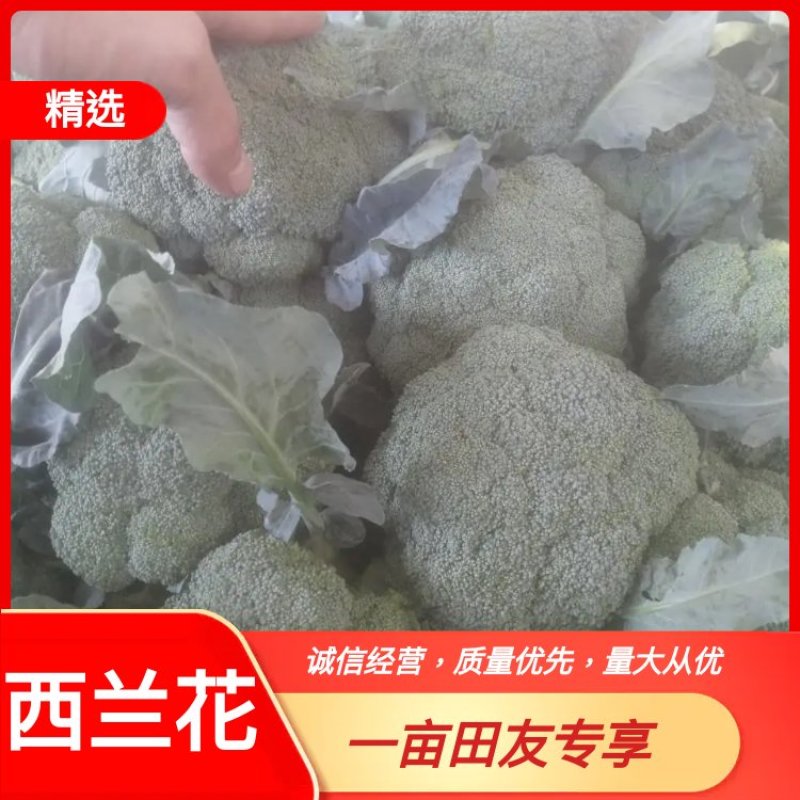 【诚信经营】西兰花兰州高原下大量有货，价格便宜欢迎来电