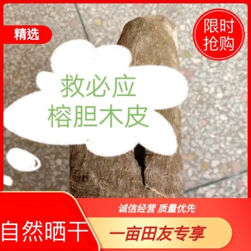 中药材救必应，榕胆木皮，薄皮，白银树。农民辛勤采割，迎客