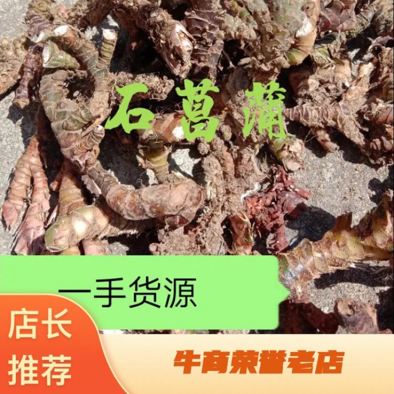 中药石菖蒲，正宗石菖蒲，山溪石溪生长，自然生长，干净无硫