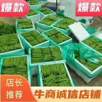 （推荐）广州四季豆产地直发，价格，诚信经营欢迎来电