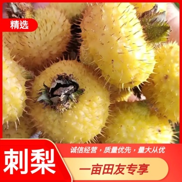 【产地直发】贵阳精品刺梨，货源充足，保质保量，来电优惠